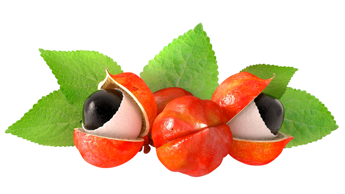 Guarana 90s - Fei Fah Medical Manufacturing Pte. Ltd.